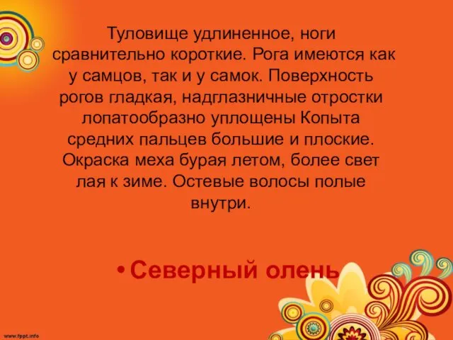 Северный олень Туловище удлиненное, ноги сравнительно короткие. Рога имеются как