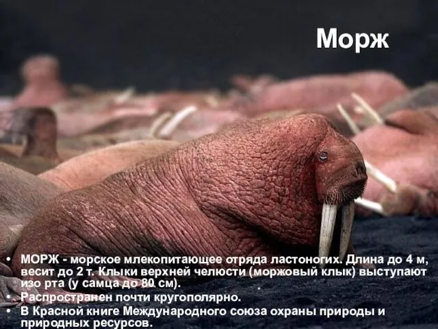 Морж МОРЖ - морское млекопитающее отряда ластоногих. Длина до 4