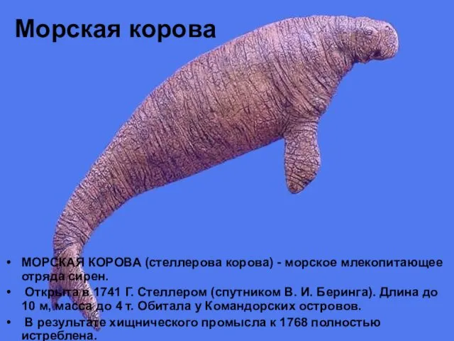 Морская корова МОРСКАЯ КОРОВА (стеллерова корова) - морское млекопитающее отряда