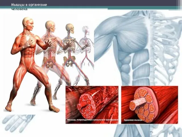 Мышцы в организме человека
