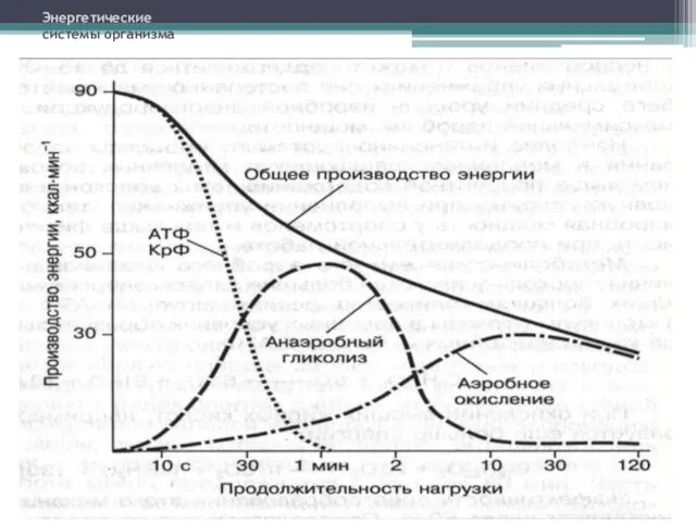 Энергетические системы организма