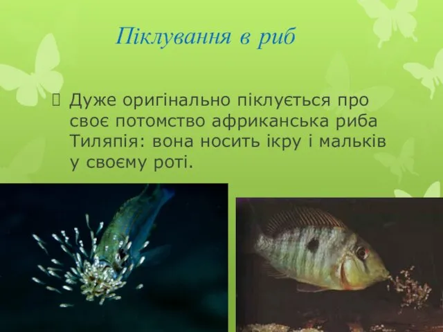 Піклування в риб Дуже оригінально піклується про своє потомство африканська