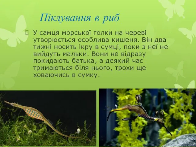 Піклування в риб У самця морської голки на череві утворюється