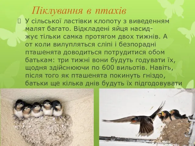 Піклування в птахів У сільської ластівки клопоту з виведенням малят