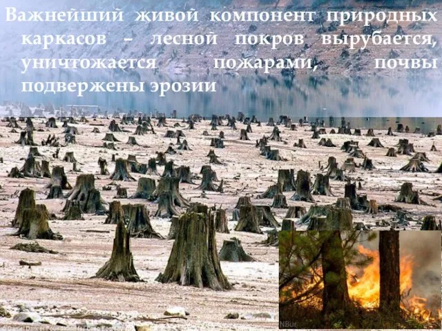 Важнейший живой компонент природных каркасов – лесной покров вырубается, уничтожается пожарами, почвы подвержены эрозии