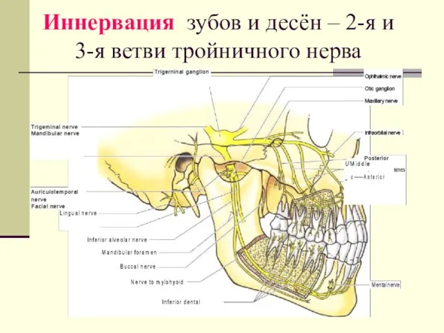 Иннервация зубов и десён – 2-я и 3-я ветви тройничного нерва