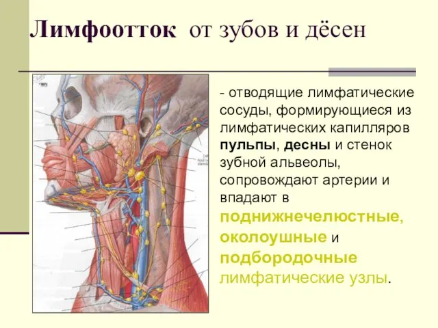 Лимфоотток от зубов и дёсен - отводящие лимфатические сосуды, формирующиеся