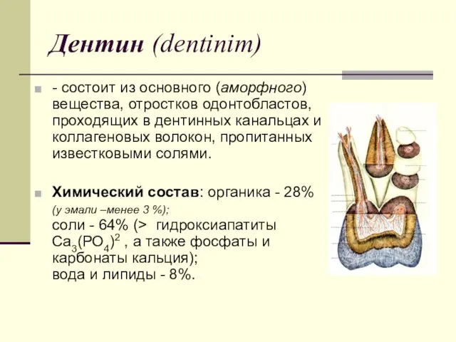 Дентин (dentinim) - состоит из основного (аморфного) вещества, отростков одонтобластов,