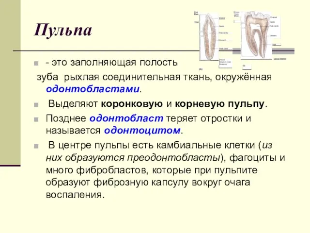 Пульпа - это заполняющая полость зуба рыхлая соединительная ткань, окружённая