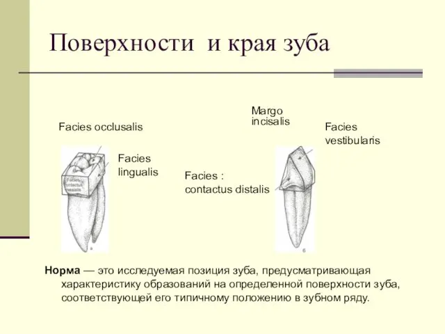 Поверхности и края зуба Facies : contactus distalis Facies occlusalis