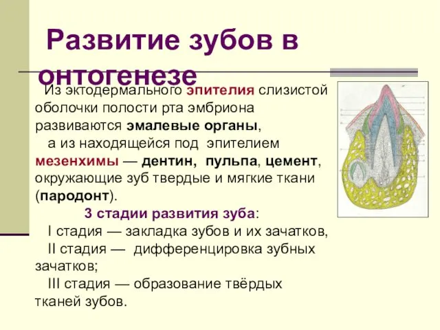 Из эктодермального эпителия слизистой оболочки полости рта эмбриона развиваются эмалевые