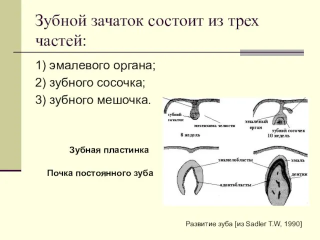 Зубной зачаток состоит из трех частей: 1) эмалевого органа; 2)