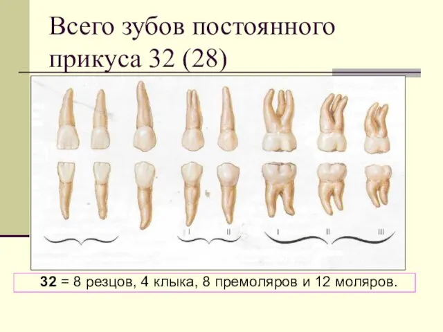 Всего зубов постоянного прикуса 32 (28) 32 = 8 резцов,