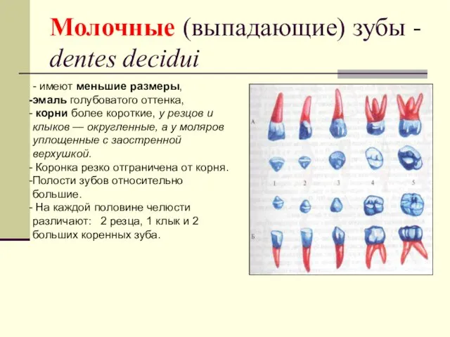 Молочные (выпадающие) зубы - dentes decidui - имеют меньшие размеры,