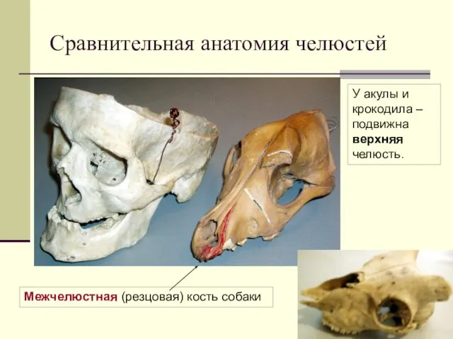 Сравнительная анатомия челюстей Межчелюстная (резцовая) кость собаки У акулы и крокодила – подвижна верхняя челюсть.