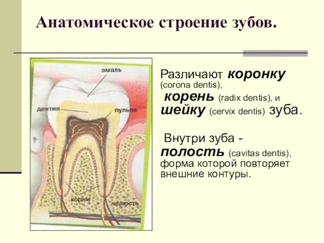 Анатомическое строение зубов. Различают коронку (corona dentis), корень (radix dentis),