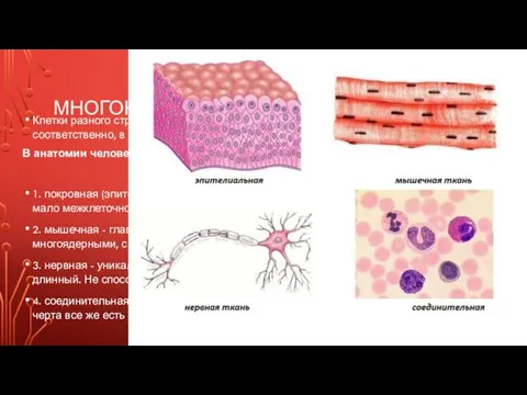 МНОГОКЛЕТОЧНОСТЬ Клетки разного строения и функций объединены в ткани, ткани, соответственно, в органы