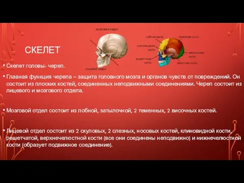 СКЕЛЕТ Скелет головы- череп. Главная функция черепа – защита головного мозга и органов