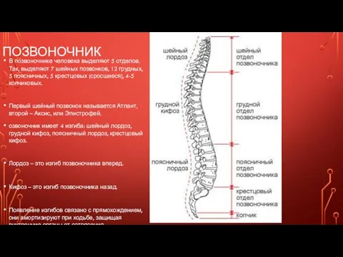 ПОЗВОНОЧНИК В позвоночнике человека выделяют 5 отделов. Так, выделяют 7 шейных позвонков, 12