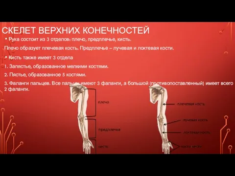 СКЕЛЕТ ВЕРХНИХ КОНЕЧНОСТЕЙ Рука состоит из 3 отделов: плечо, предплечье, кисть. Плечо образует