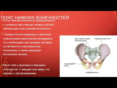 ПОЯС НИЖНИХ КОНЕЧНОСТЕЙ Кости нижней конечности прикрепляются к туловищу при помощи тазовых костей,