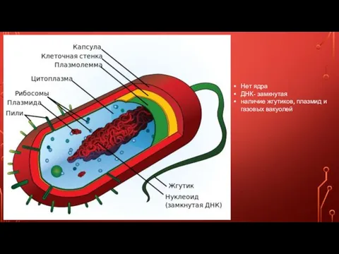 Нет ядра ДНК- замкнутая наличие жгутиков, плазмид и газовых вакуолей