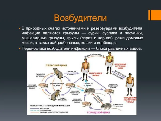 Возбудители В природных очагах источниками и резервуарами возбудителя инфекции являются