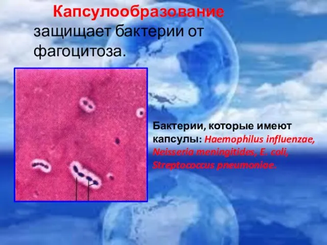 Бактерии, которые имеют капсулы: Haemophilus influenzae, Neisseria meningitides, E. coli,