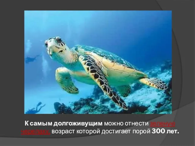 К самым долгоживущим можно отнести зеленую черепаху, возраст которой достигает порой 300 лет.