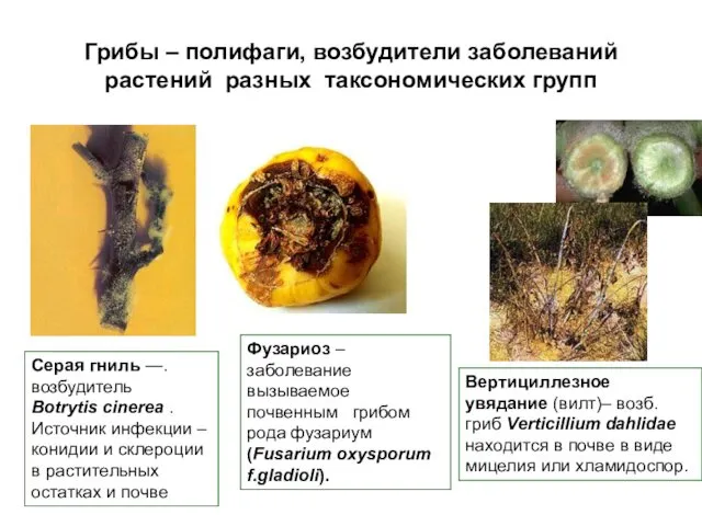 Грибы – полифаги, возбудители заболеваний растений разных таксономических групп Вертициллезное