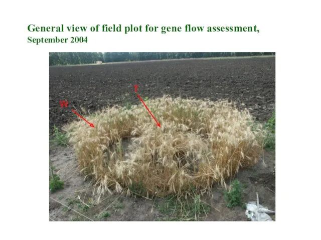 T W General view of field plot for gene flow assessment, September 2004