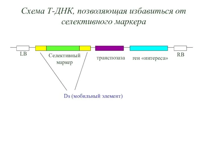 Схема Т-ДНК, позволяющая избавиться от селективного маркера