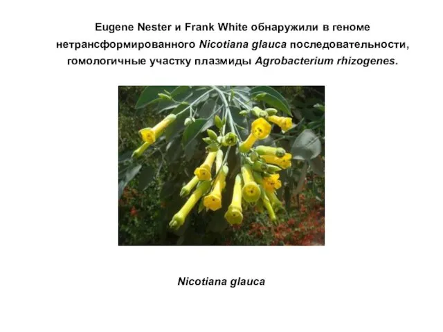 Eugene Nester и Frank White обнаружили в геноме нетрансформированного Nicotiana