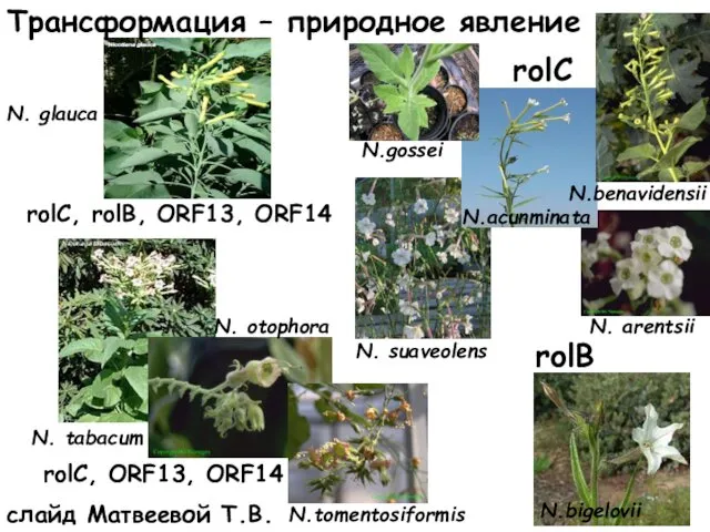 N. arentsii N. otophora N.tomentosiformis rolC, rolB, ORF13, ORF14 N.bigelovii