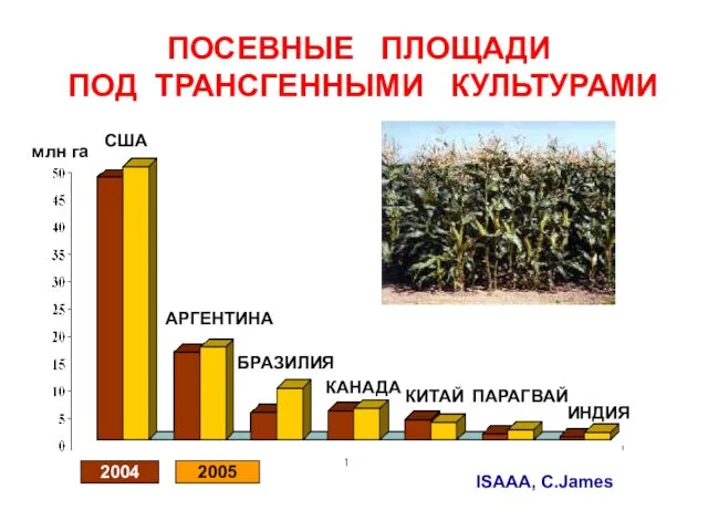 ПОСЕВНЫЕ ПЛОЩАДИ ПОД ТРАНСГЕННЫМИ КУЛЬТУРАМИ ISAAA, C.James США АРГЕНТИНА БРАЗИЛИЯ