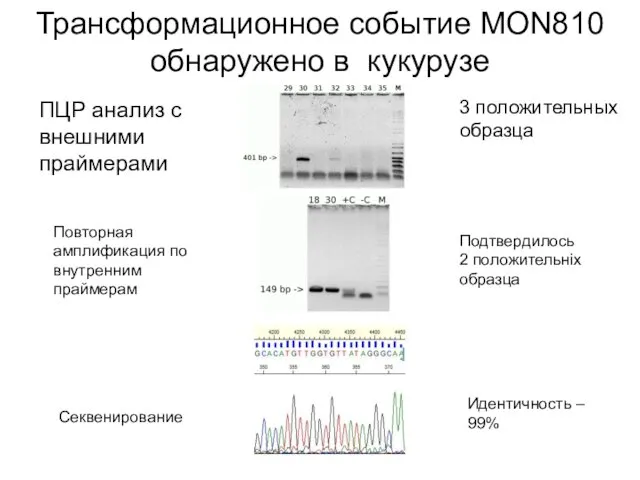 Трансформационное событие MON810 обнаружено в кукурузе ПЦР анализ с внешними