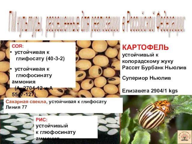 ГМ культуры, разрешенные для реализации в Российской Федерации: СОЯ: устойчивая