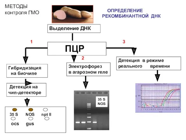 Выделение ДНК ПЦР Гибридизация на биочипе Детекция на чип-детекторе Электрофорез