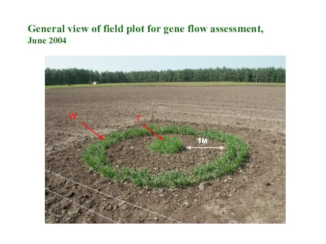 1M W T General view of field plot for gene flow assessment, June 2004