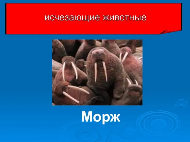 Морж исчезающие животные