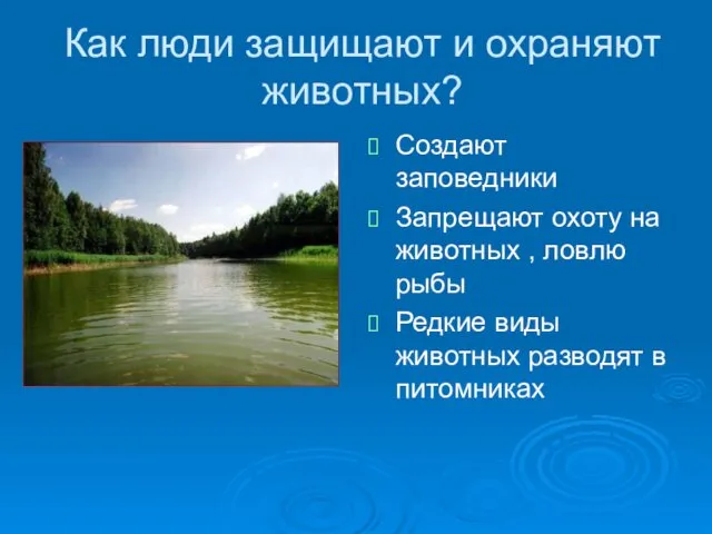 Как люди защищают и охраняют животных? Создают заповедники Запрещают охоту