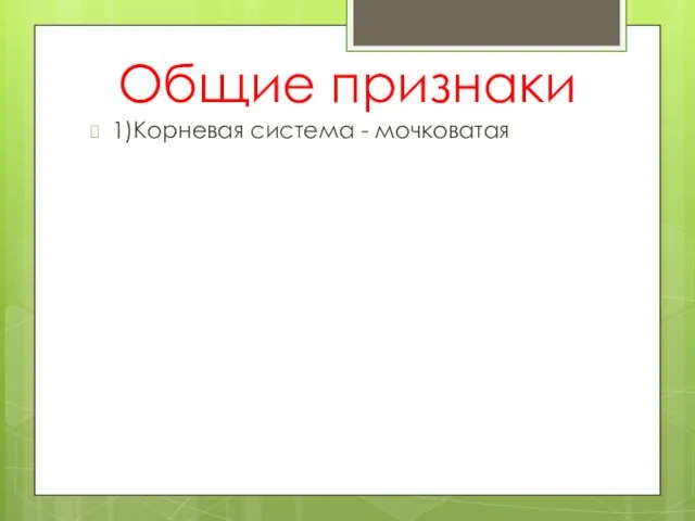 Общие признаки 1)Корневая система - мочковатая