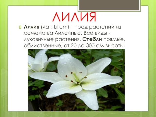 ЛИЛИЯ Лилия (лат. Lilium) — род растений из семейства Лилейные.