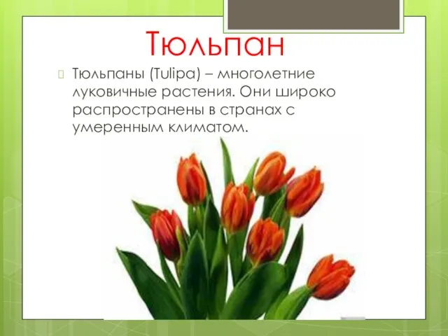 Тюльпан Тюльпаны (Tulipa) – многолетние луковичные растения. Они широко распространены в странах с умеренным климатом.