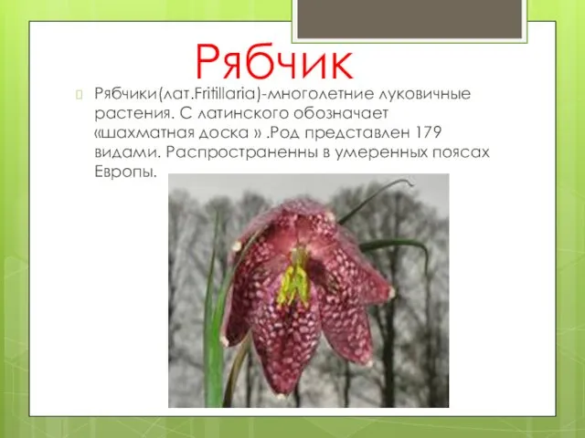 Рябчик Рябчики(лат.Fritillaria)-многолетние луковичные растения. С латинского обозначает «шахматная доска »