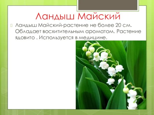 Ландыш Майский Ландыш Майский-растение не более 20 см. Обладает восхитительным