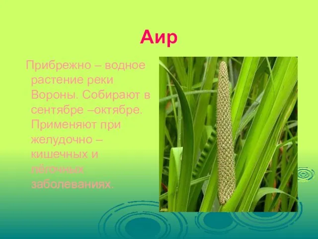 Аир Прибрежно – водное растение реки Вороны. Собирают в сентябре