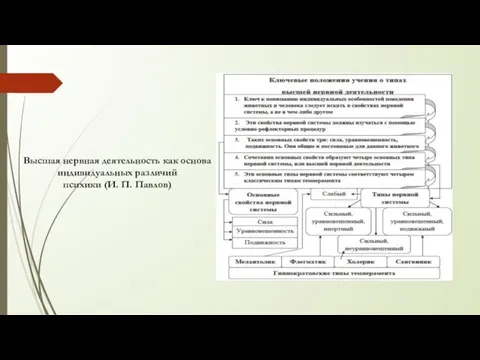 Высшая нервная деятельность как основа индивидуальных различий психики (И. П. Павлов)