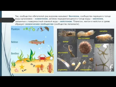 Так, сообщество обитателей дна водоема называют бентосом, сообщество парящих в