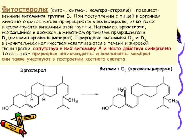 Фитостеролы (сито-, сигма-, кампфа-стеролы) – предшест- венники витаминов группы D.